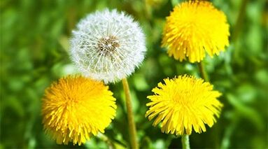 Methoden zur Entfernung von Papillomen mit Volksheilmitteln